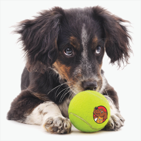 Full Color Pet Tennis Ball