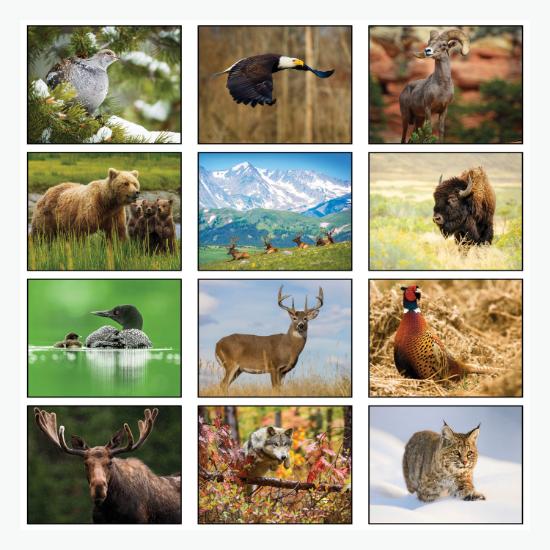 Wildlife Wall Calendar - Spiral Bound