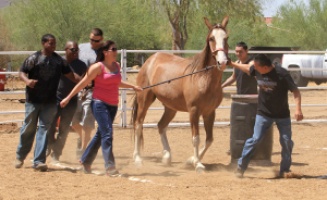 Horse Rhythm Foundation